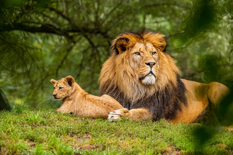 Leadership: Lion King: Simba