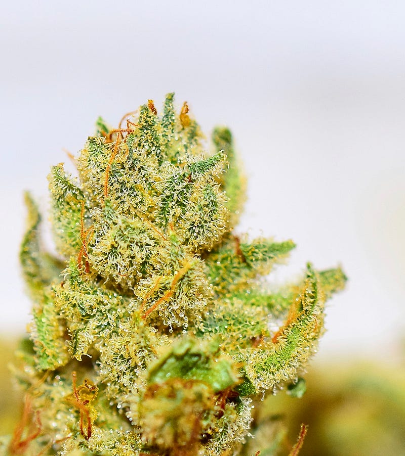 gorillaglue4_dope_october_0954