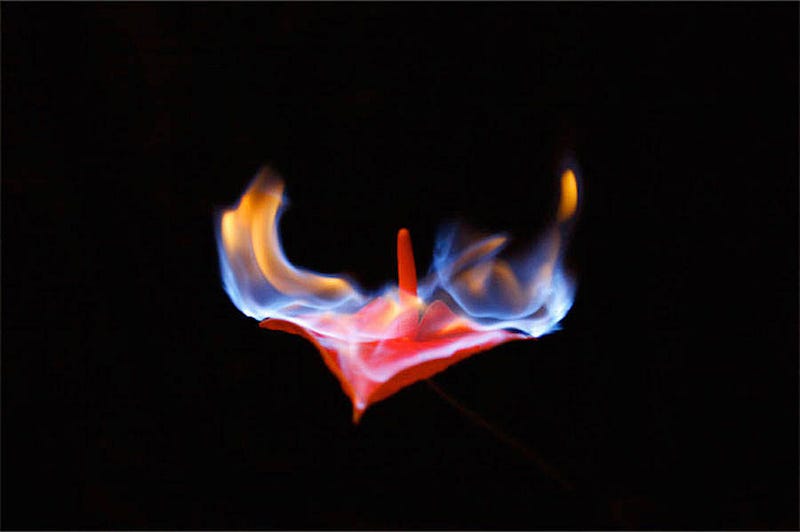 fireflowers-8-900x599