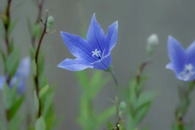 Curious About Blue Flowers? Here’s What You Should Know