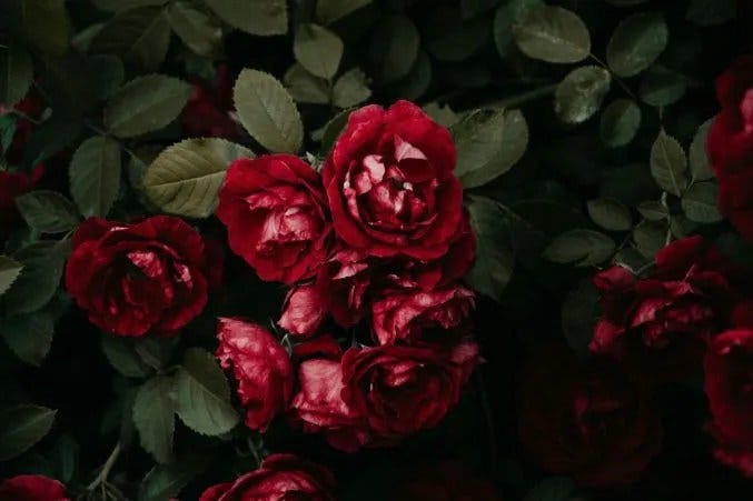 A Complete Guide to Red Flowers and Their Meanings
