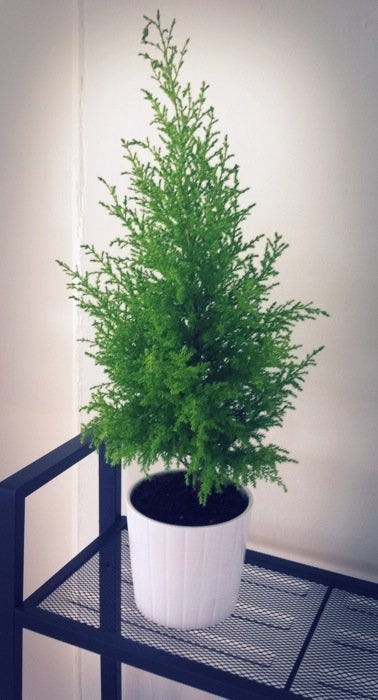 去花市買回來的很像小聖誕樹的盆栽+IKEA花盆
