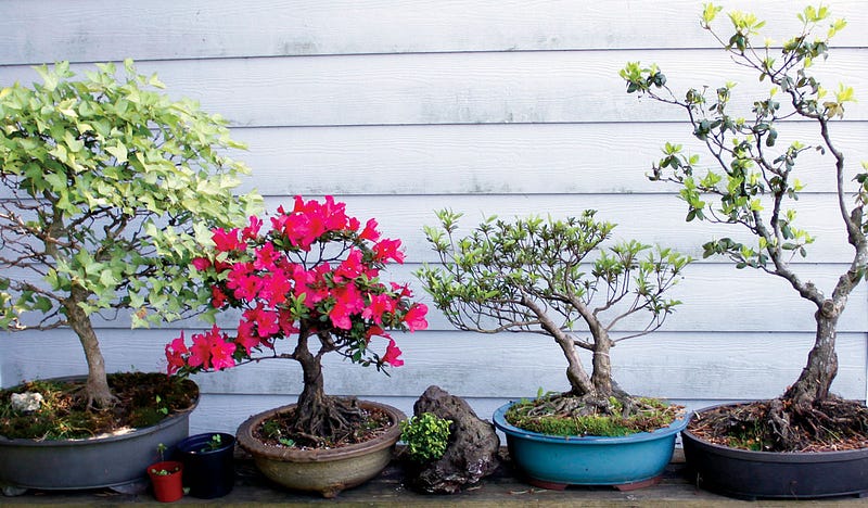 Bonsai trees on a shelf