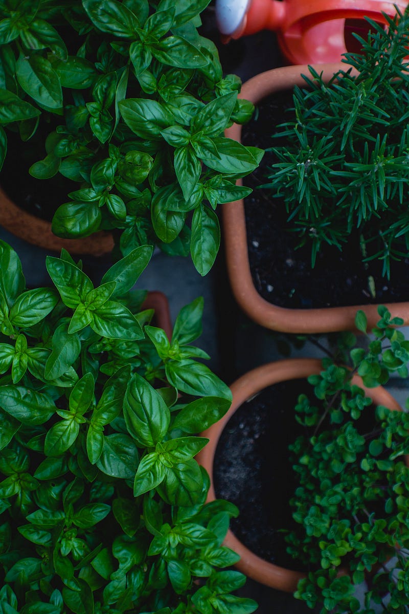 Get to Know a Cannabis Terpene: Pinene