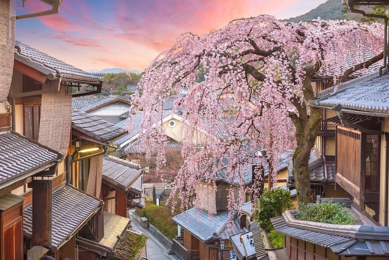 An iconic cherry blossom tree in on Kyoto’s Ninen-zaka slope during spring