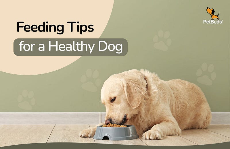 All about Dog Food: Feeding Tips for a Healthy Dog