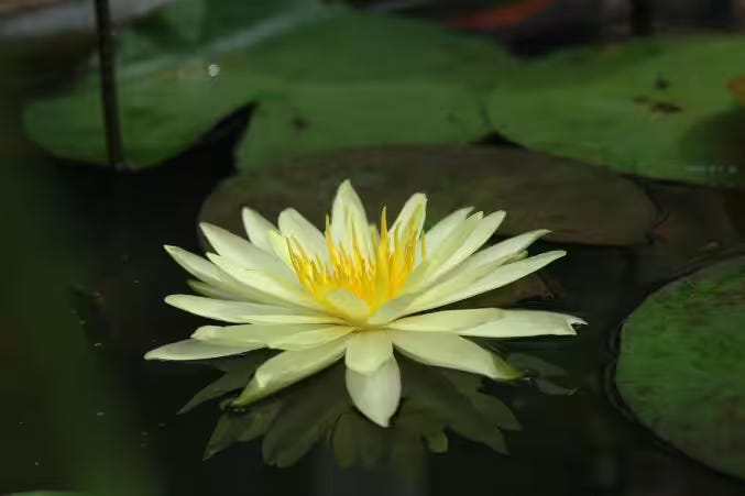 What Is the Birth Flower for July? Meaning & Symbolism