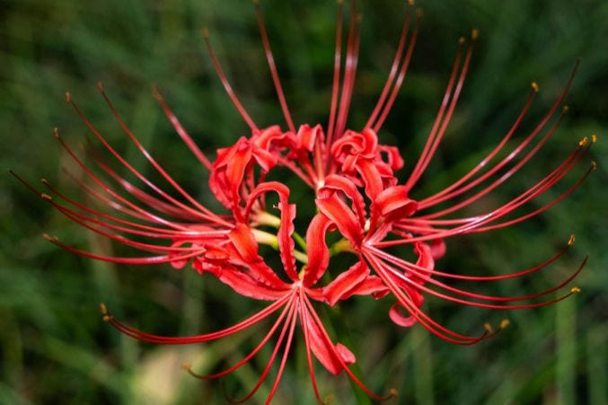Beautiful Japanese Flowers Names and Their Symbolic Meaning