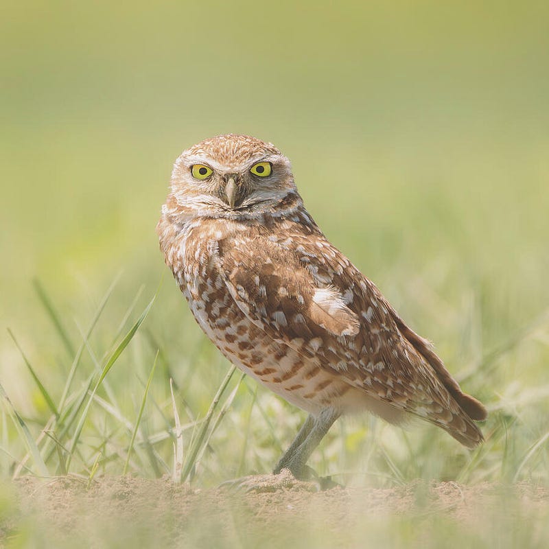 A burrowing owl perched among the grassy prairie in Badlands National Park, South Dakota, captured after hours of patient waiting by photographer Dan Sproul.