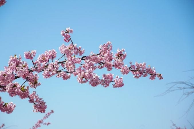 Beautiful Japanese Flowers Names and Their Symbolic Meaning