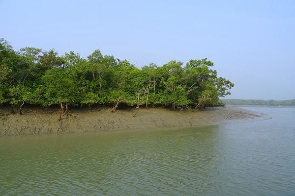 Kết quả hình ảnh cho Khu rừng phía Tây Nam bangladesh