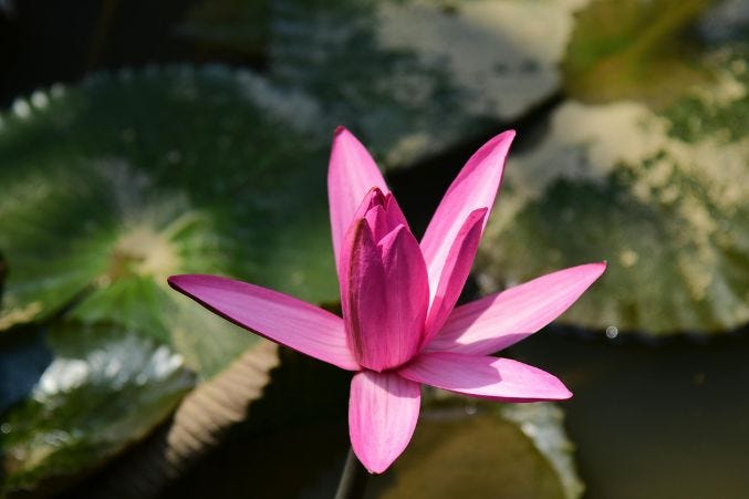 Flower Meanings Guide: Symbolism of Popular Flowers Explained
