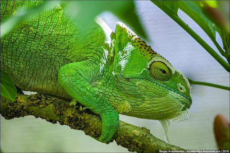 Хамелеоны Мадагаскара