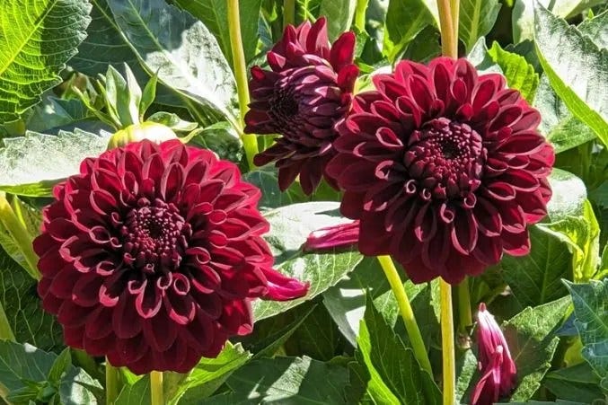 A Complete Guide to Red Flowers and Their Meanings