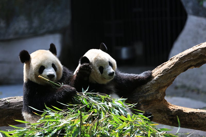 Pandas: How to Process a Dataframe in Parallel