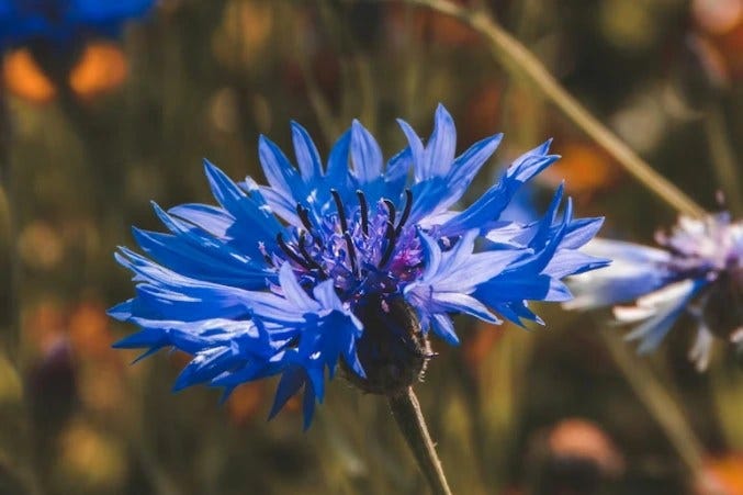 Curious About Blue Flowers? Here’s What You Should Know