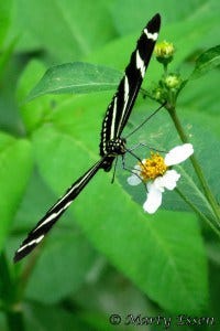 Earth Day: Cool Creatures