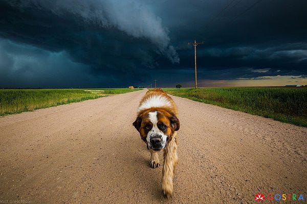 Dog on the stormy road