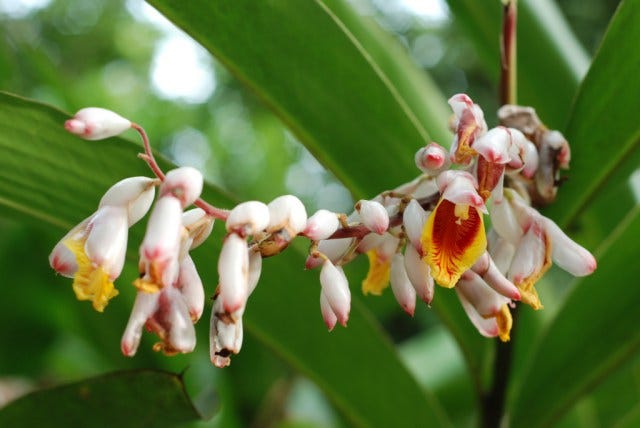 Cardamom-flowers-in-bunch