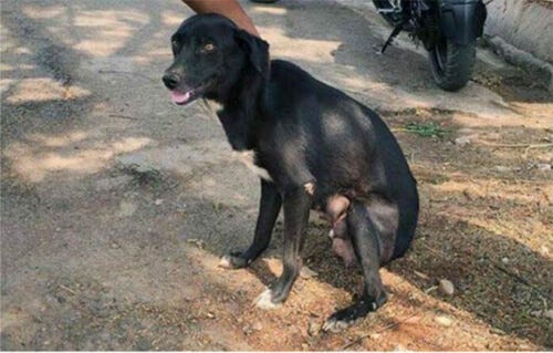 印度女狠心当着狗妈妈的面摔死8只小狗