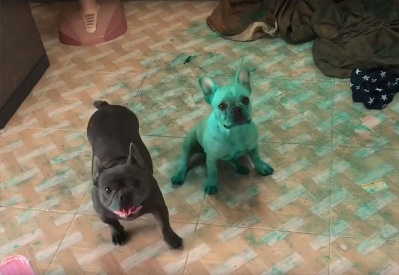 Lady surprised to find two bright green bulldogs in her kitchen.