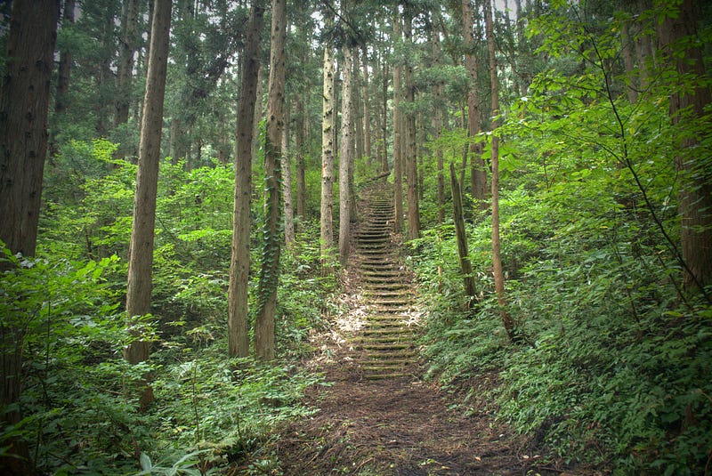 The deep cedar forests of Sabane-yama. These paths would have been walked by thousands over the years.