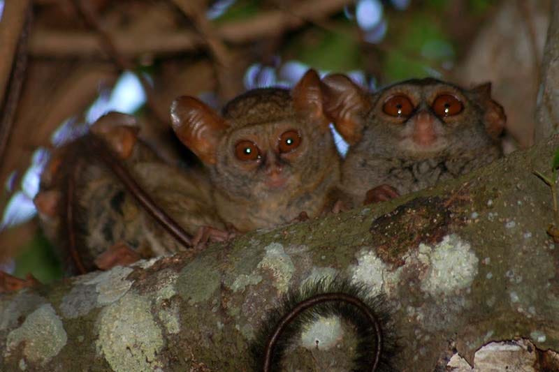 Tarsius berpasangan (vhivacom.blogspot.com)