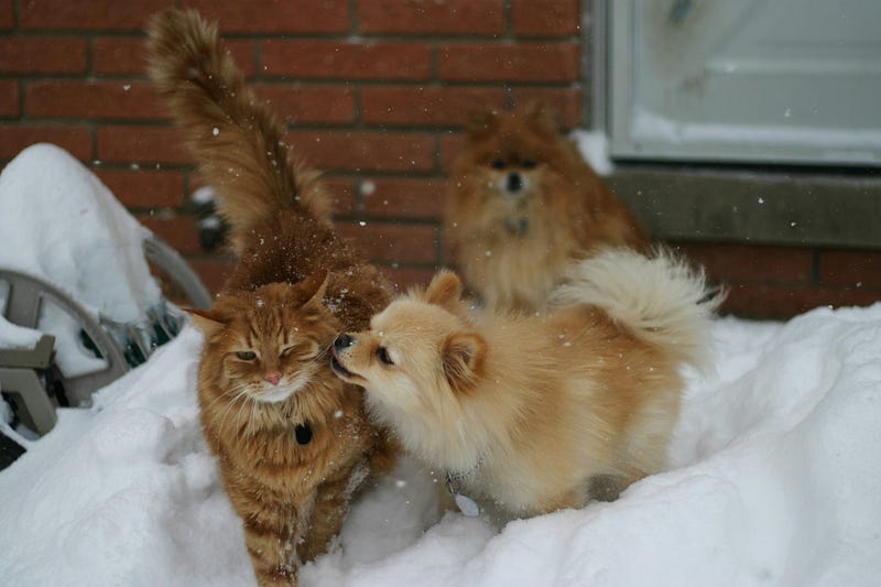 A fluffy orange cat and a small cream-colored dog play in the snow outside a house, with another small dog in the background. Snow is falling gently, covering the ground and surrounding objects.
