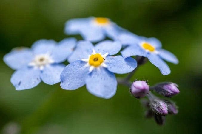 Curious About Blue Flowers? Here’s What You Should Know