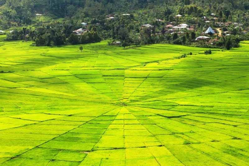 sawah-sawah cantik - lingko cancar