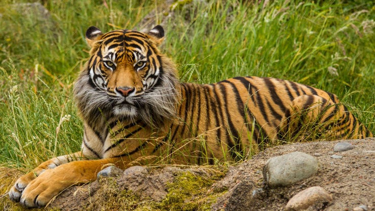 The Best National Parks to See Wildlife in Sumatra, Indonesia