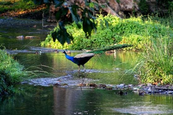 Peacock Dances in Mayiladumpara