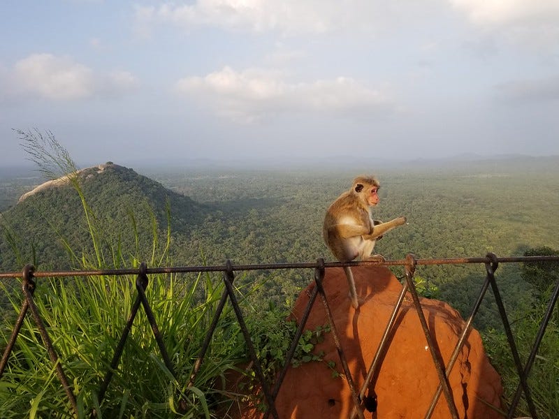 Monkey on a fence on the mountain top.