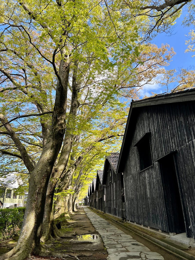 Lush green trees tower over old wooden storehouses. Sankyo rice storehouses, Sakata, Yamagata.