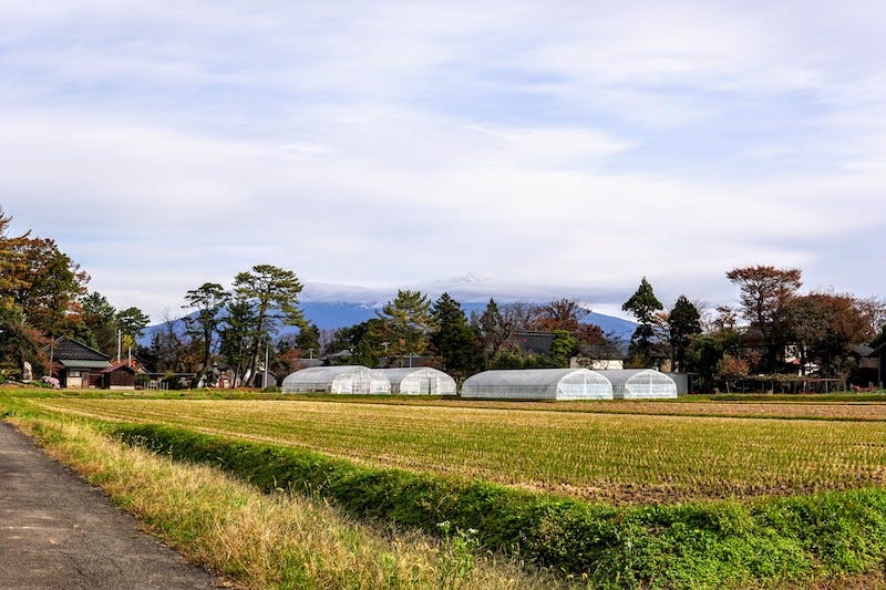 Rice fields somewhere in Yamagata Prefecture’s Shonai Plain