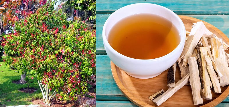 The Bitter Tree of Healing: Quassia amara’s Legacy in Nature and Cuisine