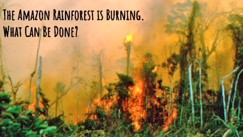 An image of the rainforest consumed with hot orange fire and smoke.