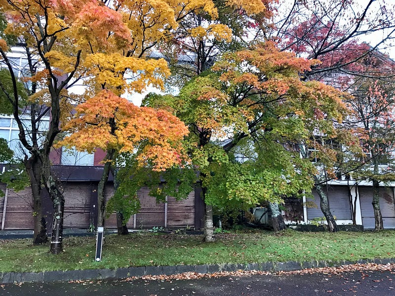 Shuttered buildings behind beautiful autumn trees beside Lake Towada.