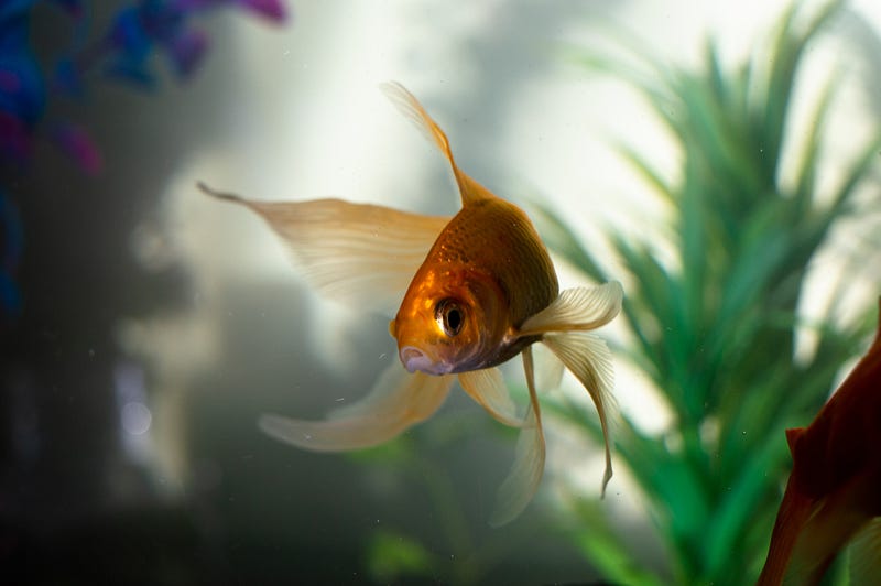 one gold fish swimming
