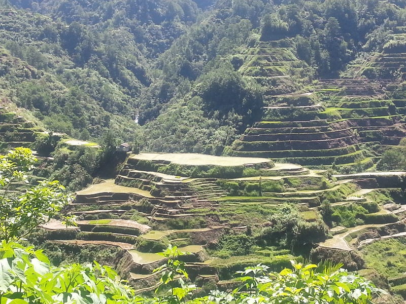 An entire mountainside is cut into steps by hundreds of Rice Terraces.