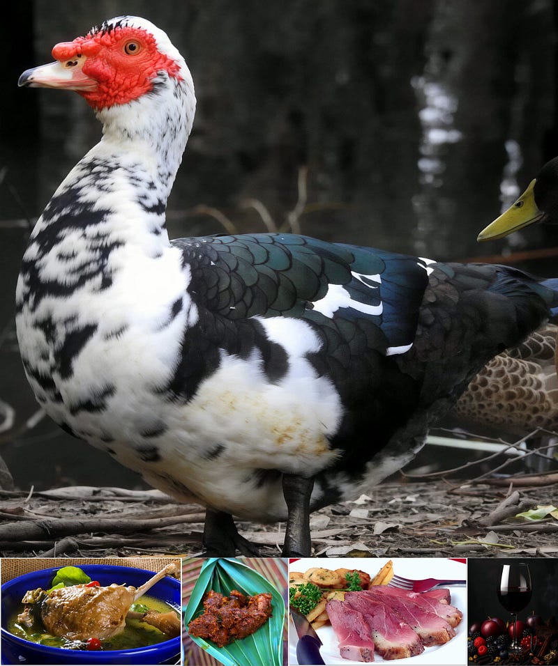 The Muscovy Duck: The Ancient, Earthy Bird That Bridges Wild and Domestic Worlds