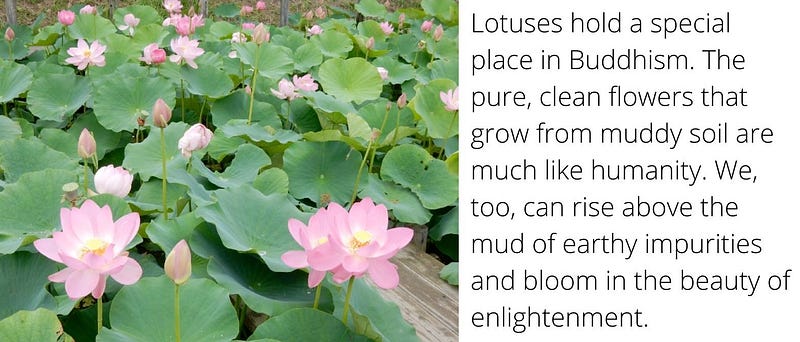 Pink lotuses amind green leaves. Lotuses hold a special place in Buddhism. The pure, clean flowers that grow from muddy soil are much like humanity. We, too, can rise above the mud of earthy impurities and bloom in the beauty of enlightenment.