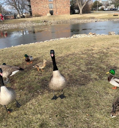 Goose sticking his tongue out.