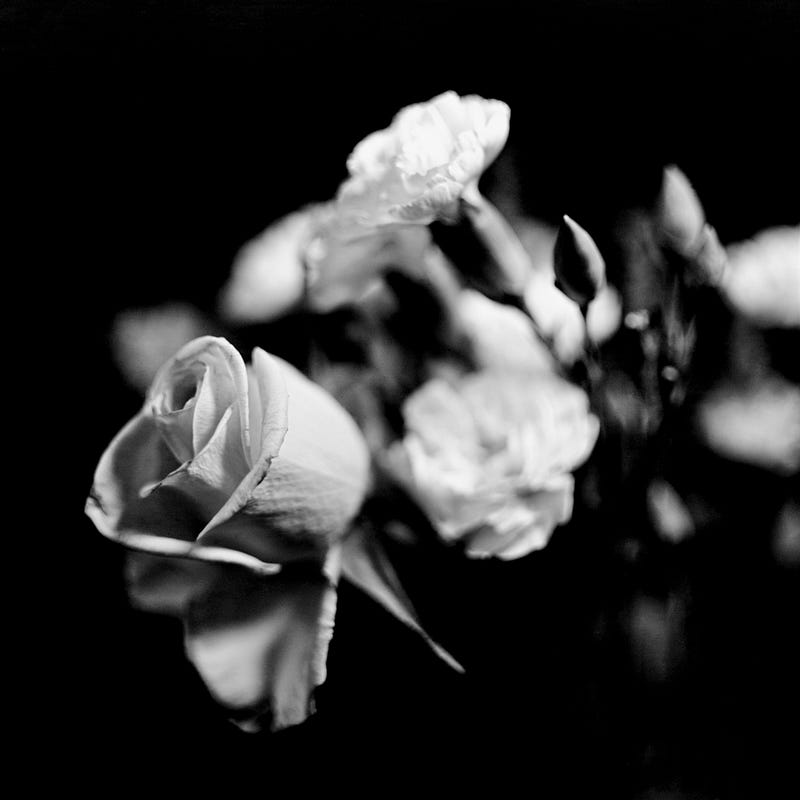 A black and white photograph depicting a still life of flowers, with one rose in sharp focus and the other flowers in the bouquet gradually falling out of focus