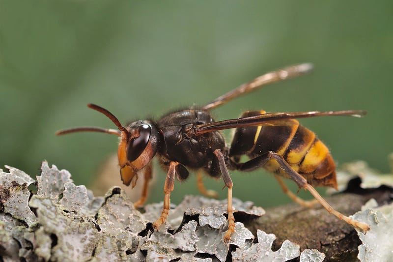 Huge hornet on tree branch. This is one exotic food I do not want to ever try.