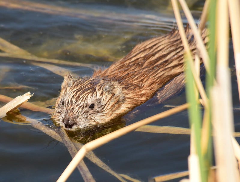 A brown animal with wet fur swims in water, with long green and brown leaves floating and growing upward.