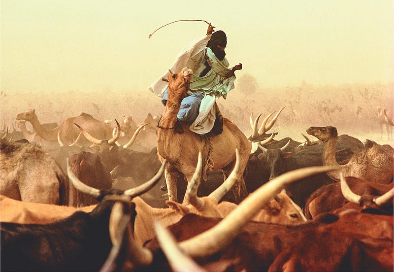 A modern Berber herdsman