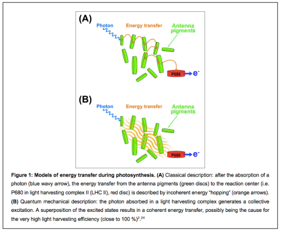 Are Biological Processes Experts In Quantum Physics? | A Circle Is Round