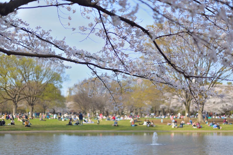 Tokyo’s Yoyogi Park during the cherry blossom season