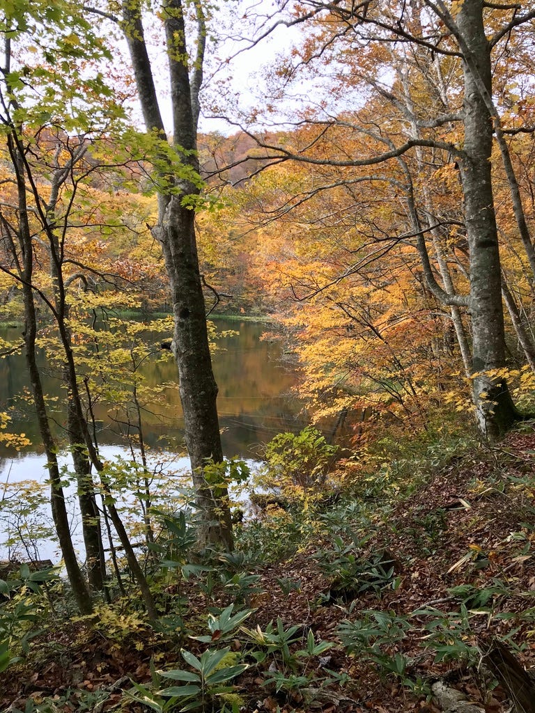 Still lake surrounded by trees with yellow, orange, and green leaves.